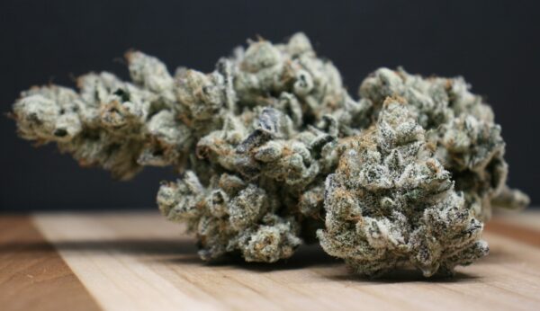 TFF - Black Cherry Gelato Flower